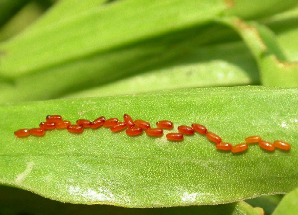 Coleottero rosso e nero Lilioceris lilii